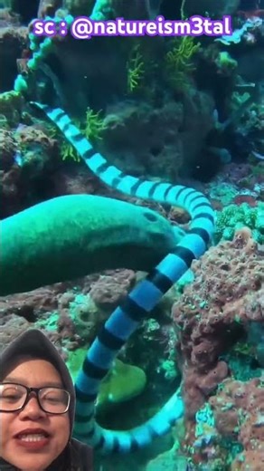 sea ​​eel vs sea snake ⁉️🌼 sc : @natureism3tal