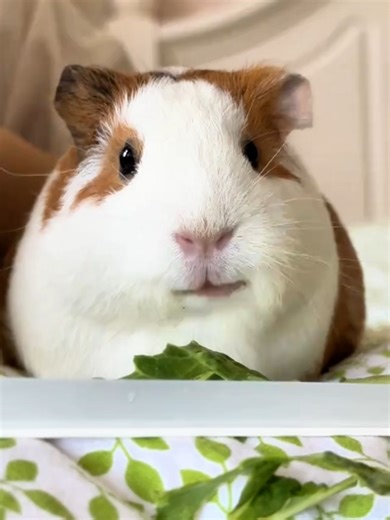Caring for Guinea Pigs: Tips for Pet Owners