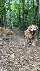 1.4K views · 337 reactions | Archie’s Life Walking the trails, With his stick Piper and Axel tagging along #outdoorswiththemorgans #outdoors #morgans #owtm #archie #mylife #bestfriend #goldretriever #goldens #trails #walk #thefinerthingsinlife | Outdoors With The Morgans | Facebook