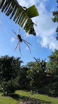 THE GOLDEN ORB SPIDER #Spider #spiderweb #gardentour #fruit #fruitgarden #garden