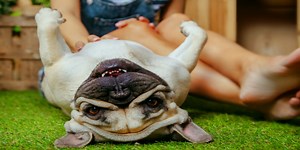 The 8 Best Human Foods To Feed Your Dog (That Have Added Health Benefits)