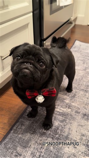 𝕊𝕟𝕠𝕠𝕡 🐾 on Instagram: "Now u speak’n me language ma 🦴 💙🐾 #puglove #puglife #pugsofinstagram #pugpuppiesofinstagram #dogsofinstagram #puppiesofinstagram #blackpug #blackpugpuppy #cutepuppy #followme #dinnertime #wedidntpayforfollowers #pug #grumble_inc #spoiledrottenpug #snoopthapug #fyp"