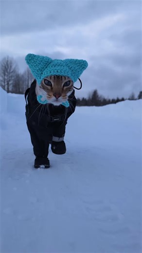 Banjo got a hat!! check out @Crochet Customs for kitty hats 🥰 | Crochet Cat Hat