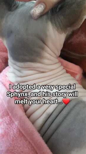 Rescuing a Sphynx Who Needed a Second Chance ❤️ #cat #rescue #catshorts #adorable #sphynx #fyp