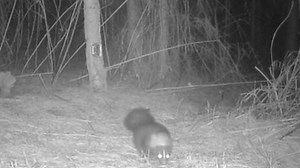 What is this mysterious cat-like creature roaming Alabama woods? Experts have an idea