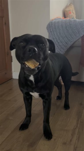 I’m just walking around with a piece of cake in my mouth all day ❤️ #fyp #frank #staffies #birthdaycake #girlsbestfriend