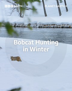 914K views · 8.9K reactions | Hunting is hard for a cat that's not used to getting its feet wet! | BBC Earth | Facebook