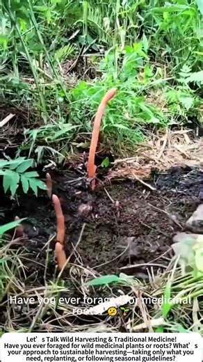 Harvesting Wild Gastrodia – Digging Up a Forest Medicinal Treasure! 🌿⛏️
