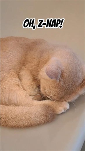 OH CAT S-NAP #cat #nap #viral #shorts