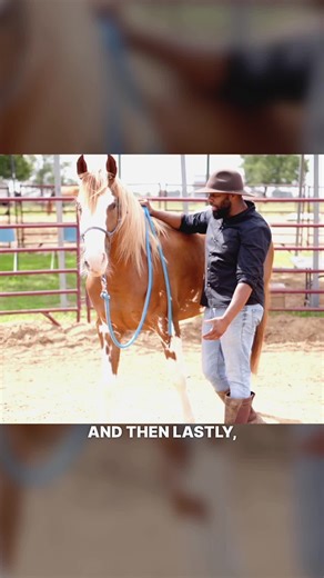 Learn how to properly handle a horse's reins with these tips! #horsebackriding #westernriding #horseexercise #horsemanship #equine #horseflex #horsetraining #horseridingtips #ridersofinstagram #horsesofinstagram | Steady Horse