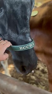 12K reactions · 2.7K shares | This quarter horse has a name on her...