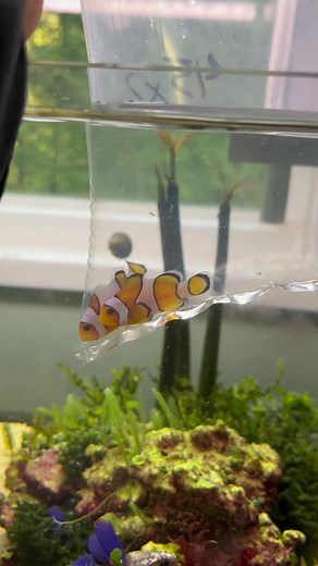 Fascinating Clownfish Facts and Tank Care Tips