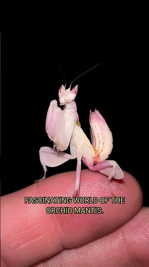 The most beautiful praying mantis - orchid mantis