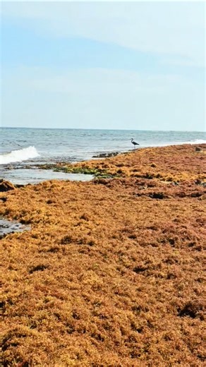 Great blue heron & sargasso seaweed Xcalacoco Playa del Carmen Mexico tropical Caribbean Sea beach