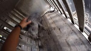 6.2K views · 51 reactions | The hog trap proves its worth as 8 massive wild hogs get caught in one go! Watch the action unfold as the feral pigs try to break free but the C trap holds strong. A must-see for anyone battling hog problems in the wild. #WildHogs #HogTrapping #Outdoors | Ellen Roman | Facebook