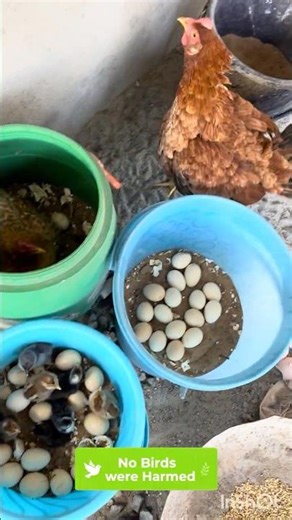 Mother Hen Searching for Chicks 🐔 | Batch Shift Update | Country Chicken Farm