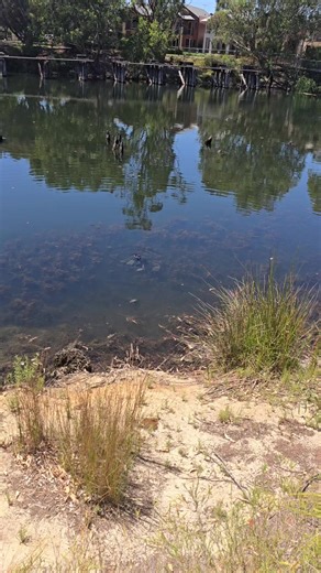😭 😭 😭 Snapping turtles eating a duck. I never knew what they ate until today 🐢 🦆 🤔 🙄 #snappingturtle #duck #wildlife #perth #coaldam