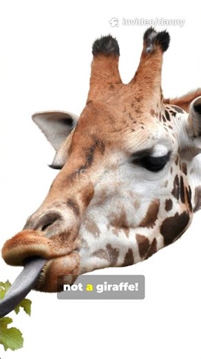 A Giraffe’s Tongue Is Half a Meter Long! #girraffe #tongue #long