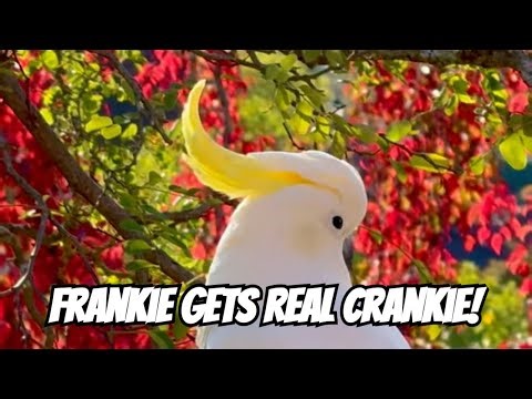 AMAZING COCKATOO Head Bops Will Make Your Day!