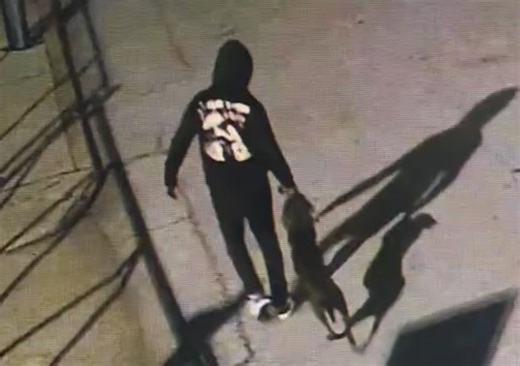 Dog beaten, dragged, thrown off bridge to its death