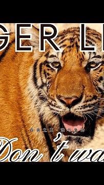 🐯 LIVE📹 | Feeding 3 Tigers Live | Mealtime Madness #TigerFeeding #Wildlife