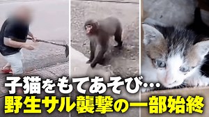 子猫をもてあそび...筋肉隆々サル襲撃の一部始終 - ABEMA的ニュースショー【日曜ひる12時〜生放送】 - 名場面 (ニュース) | 無料動画・見逃し配信を見るなら | ABEMA