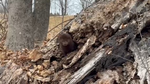 🧐Who have we here?🧐 Hint: it's one of Vermont's six Mustelids (members of the weasel family)! Post your guesses in the comments, and we'll reveal the fieldmarks we used to ID this critter tomorrow morning. Update 3/14: And the answer is... MINK! The size is the main thing here. We used those old maple leaves for a rough sense of scale, letting us estimate that it's bigger than a grey squirrel but smaller than a house cat. That means this critter is too big to be a short-tailed or long-tailed w