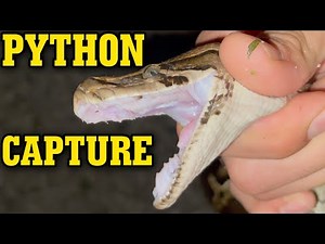 Catching PYTHONS! In The Florida SWAMP! (Bare Handed)