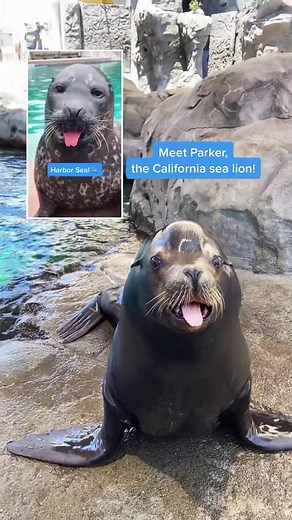 #duet with @oceanconnections | SEA DOGGOS ASSEMBLE 📢 #seadoggo #sealion #aquariumofthepacific