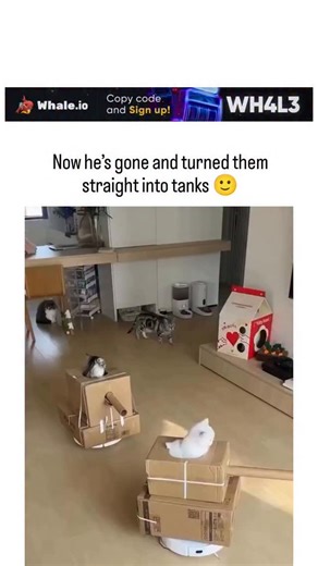 funlibrary on Instagram: "Instagram showcases a viral video of two cats playfully "battling" atop DIY cardboard tanks mounted on robot vacuums, turning cleaning devices into feline war machines in a sunlit living room. High engagement—17,000+ likes and 966,000 views within hours—stems from the ironic twist of a husband's redemption arc, transforming his complaints about the vacuums into a beloved pet project. User replies highlight cats' innate predatory instincts, as seen in studies like those 