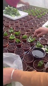 1.5K views | Kalanchoe Cutting Propagation Tips: Quick Rooting & High Survival Rate ✨ Want better success with Kalanchoe propagation? Choose the healthiest cuttings, use quality soil, and watch them root in just 7 days!  Check out my simple tips for high survival rates! #soilphu #Kalanchoe #PlantPropagation #RootingTips #GardeningHacks #DIYgardening #HealthyPlants #FlowerPropagation #GardenLife #HomeGardening #PlantCareTips #PlantLovers #GardeningCommunity | Maxim Lozano | Facebook