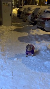 Our song is good and new - let's repeat it again) And yes, everything is wrong again) | French Bulldog Club