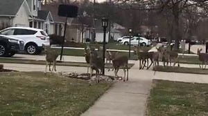 200K views · 3.2K reactions |  Whoa-look at all of those deer together! FOX 8 viewer Janet Cook shared this video with us. She says it was taken in her neighborhood in Strongsville. | Fox 8 News | Facebook