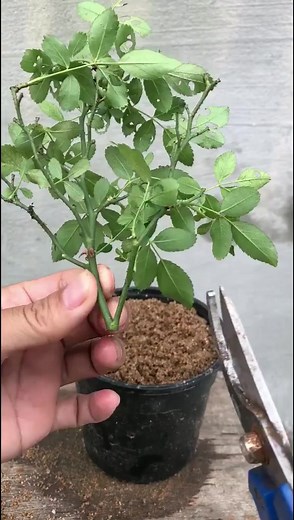 #Growing #Planting #FlowerPlant #Anthurium ｜ MasterYii-9 ｜ MasterYii-9 · Original audio ｜ Reels | Gayo Bhgw BM