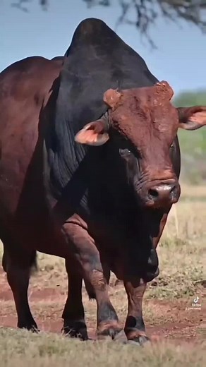 Exploring the Beauty of Bulls: Breeds and Behaviors