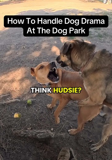 When to Intervene in Dog Park Interactions