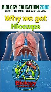 Why Do We Get Hiccups? The Biology of Hiccups #facts #science