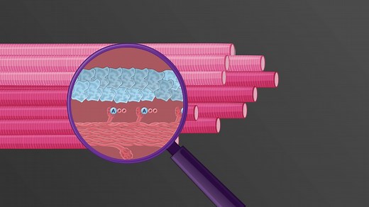 Video: Types of Skeletal Muscle Fibers