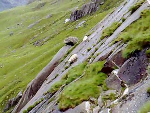 Sheep falling