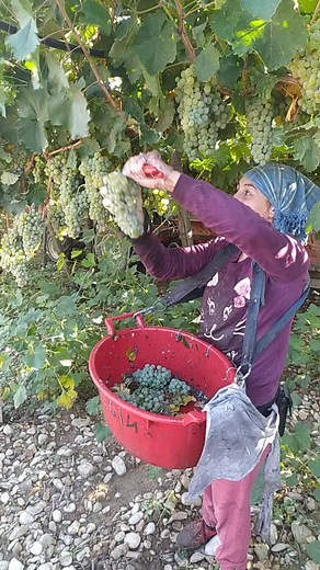 Grape Harvesting Techniques from a Vineyard
