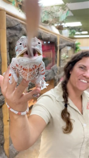 428K views · 10K reactions | This panther chameleon is a big boy with an even bigger appetite! And his aim is not too bad either!! Lol! Hope everyone enjoyed their Fourth of July weekend | The Reptile Zoo | Facebook