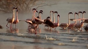 Slow Motion Flamingo Taking Off Stock Footage Video (100% Royalty-free) 27384211 | Shutterstock