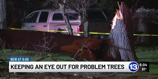 'Freak accident' prompts tips on how to identify problem trees