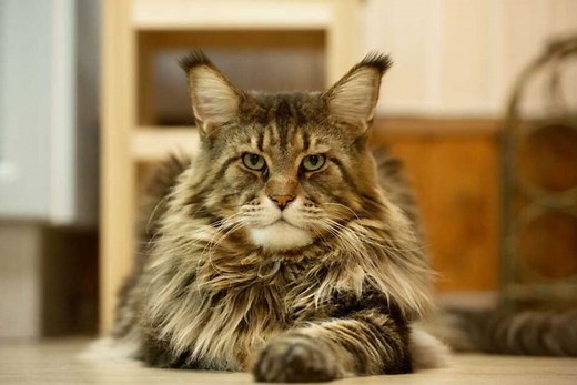 Meet Barivel – Italy’s Guinness World Record Maine Coon