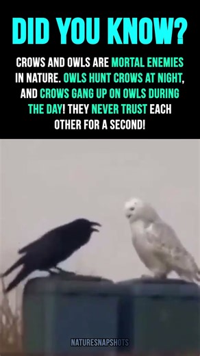 Mortal enemies 🦉 🐦‍⬛ || #animals #nature #facts