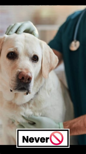 Elbow swelling in dogs is commonly caused by a hygroma.....#DogHealth #HygromaInDogs #ElbowSwelling