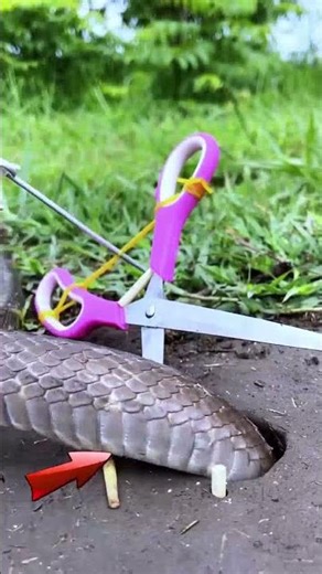 Watch the Snake Outsmart the Trap! #wildernessseason #animalcontrol #trappingtechniques