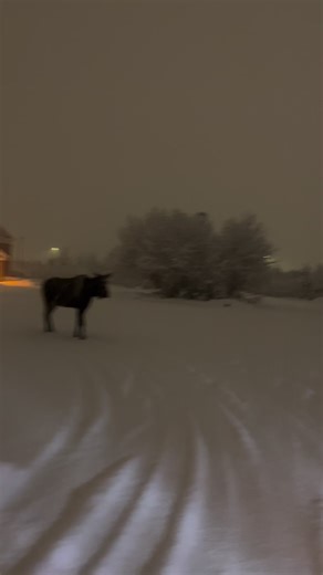 106K views · 587 reactions | Spotted this majestic female moose strolling through the snowy wonderland last night. Check out the winter magic – we received a solid 8-16 inches of snow! #jcsolbergphotography #alaskaphotography #naturelove #WildlifeAdventures #wildlifephotographer #naturelovers #wildlifephotography #moose #mooseontheloose #alaskaphotographer #sharingalaska #alaskaproud #snowday #snowing #winterwonderland #letitsnow | Alaskan Adventures And More | Facebook