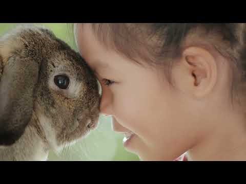 Celebrating 150 Years of Protecting Animals and Building a More Humane World