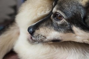 My Female Dog Has Vaginal Discharge - Causes and Treatment